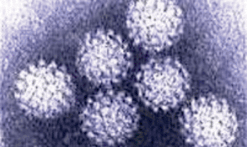 Image: Electron micrograph of human papilloma virus (Photo courtesy of the German Cancer Research Center).